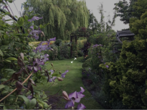 Ken Black Clematis