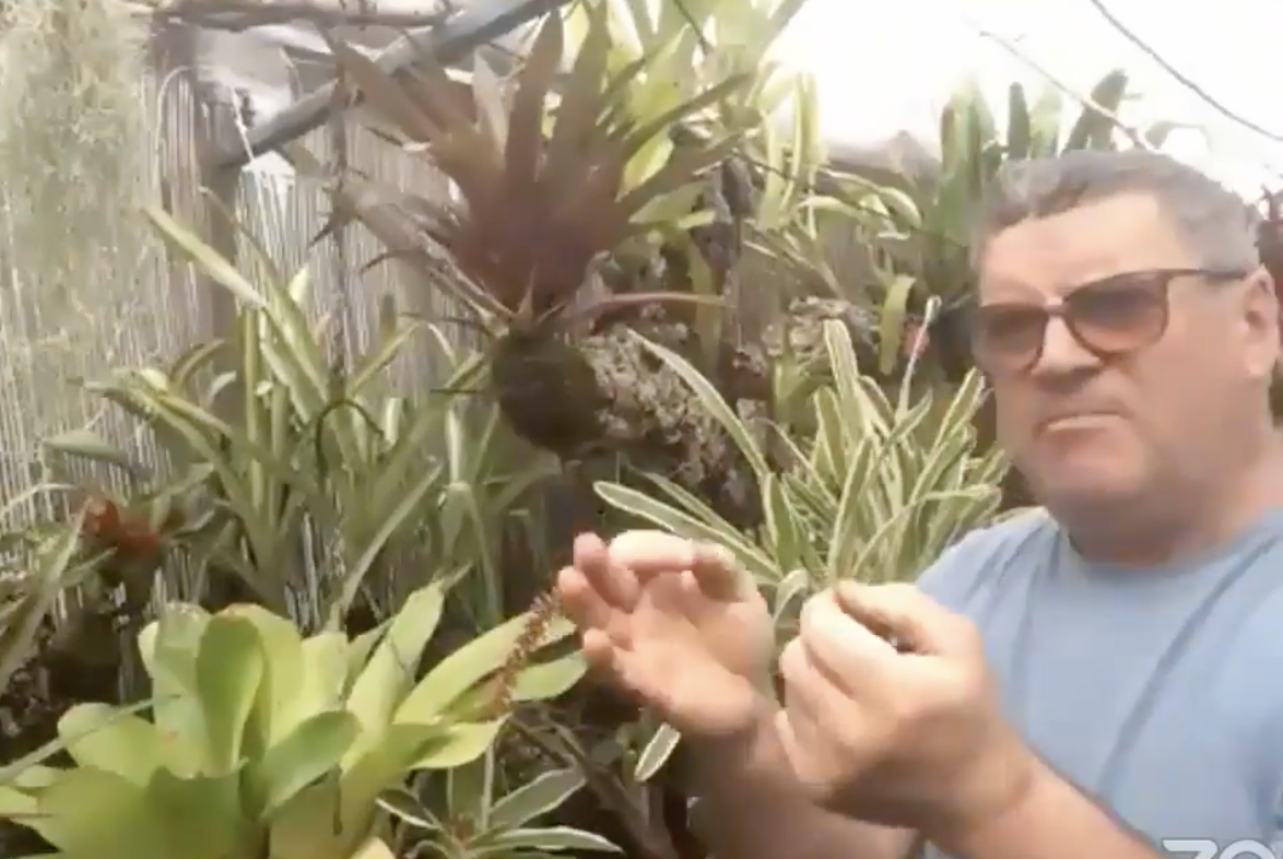 Don Billington Bromeliads