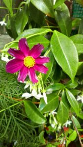 Ken Black Clematis Ken Black Clematis