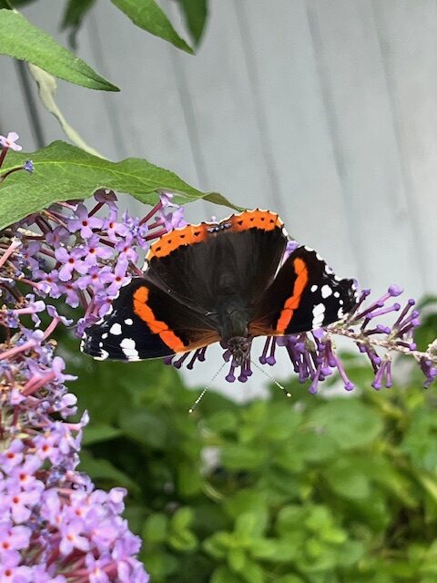 Butterfly Bowmere Butterfly Bowmere